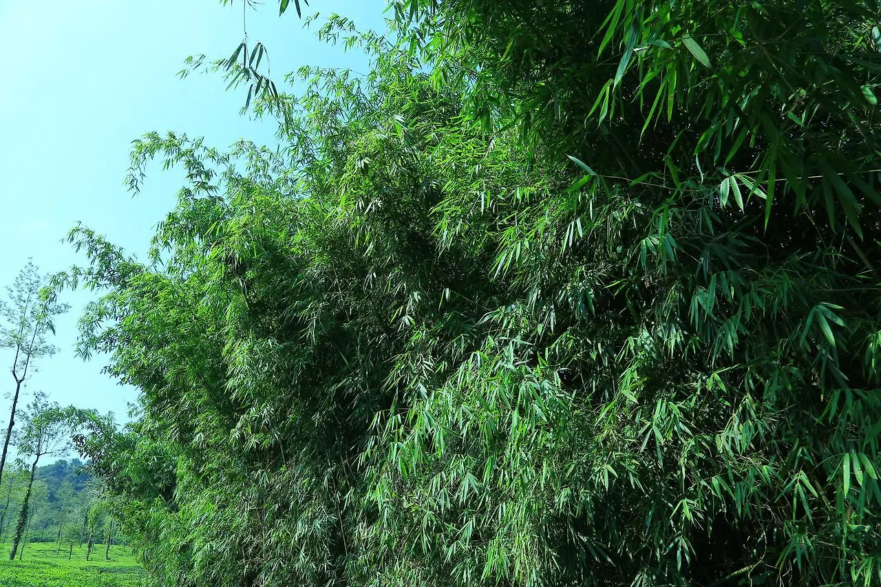 Vythiri Stream View Villa